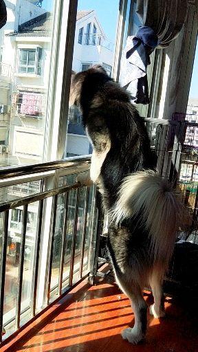 崽崽高清壁纸工具 